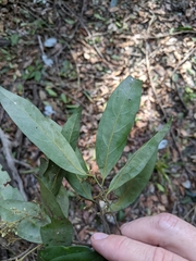 Cryptocarya glaucescens