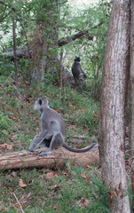 Semnopithecus priam thersites