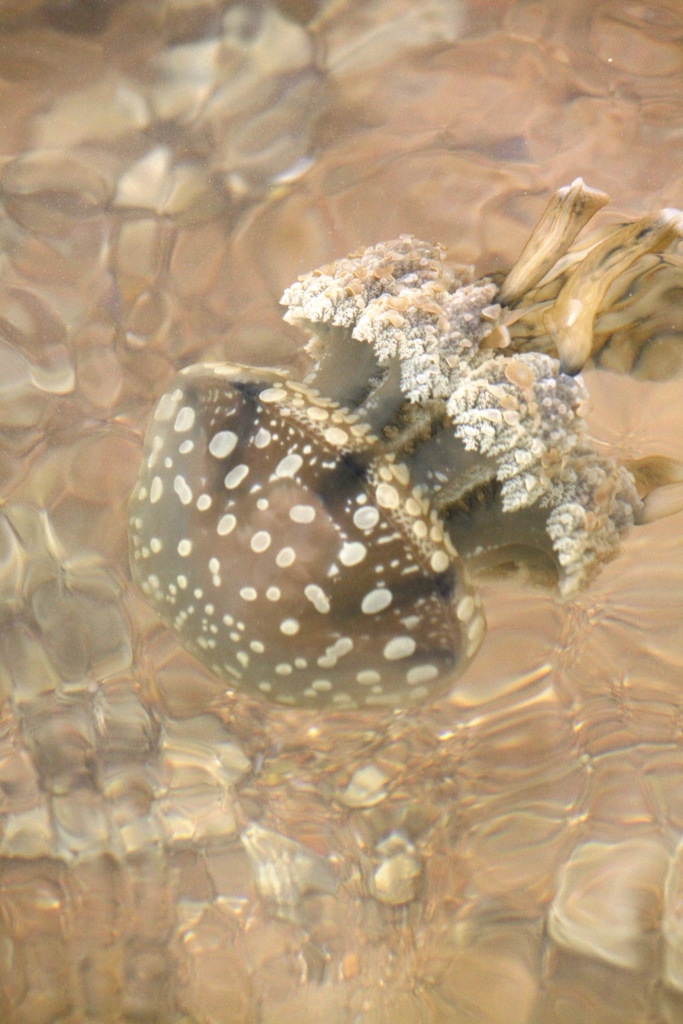 Mastigias albipunctatus