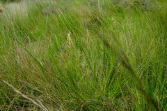 Tenaxia stricta