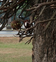 Halcyon smyrnensis
