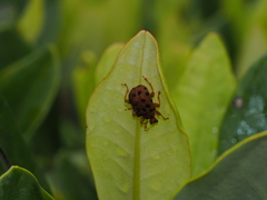 Agomadaranus pardaloides