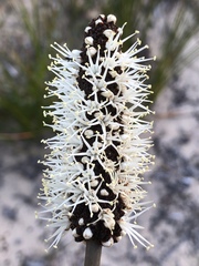 Xanthorrhoea gracilis