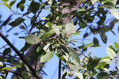 Populus monticola