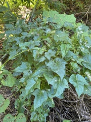 Ipomoea alba
