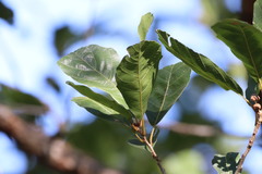 Quercus tuberculata