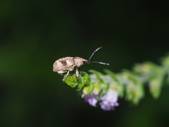 Phytoscaphus triangularis