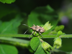 Phytoscaphus triangularis