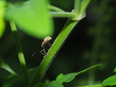 Phytoscaphus triangularis