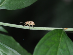 Phytoscaphus triangularis