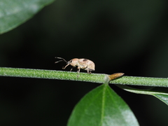 Phytoscaphus triangularis