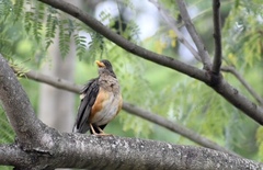 Turdus pelios
