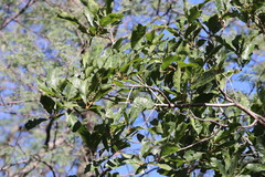 Quercus tuberculata