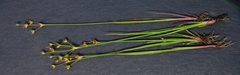 Juncus cephalotes
