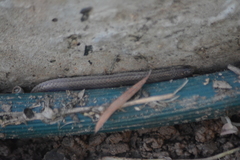 Atractus trilineatus