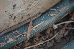 Atractus trilineatus