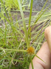 Cyperus erectus erectus