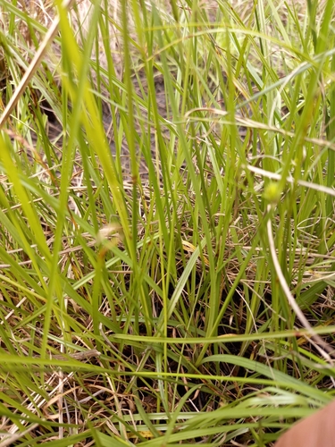 Image of White Kyllinga (Cyperus erectus) by (c) kevin koen, some rights reserved (CC BY-SA)