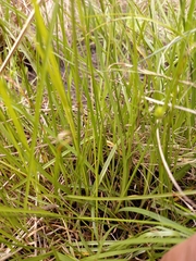 Cyperus erectus erectus