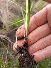 Cyperus erectus erectus