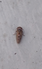 Acericerus vittifrons