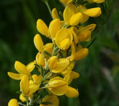 Cytisus procumbens