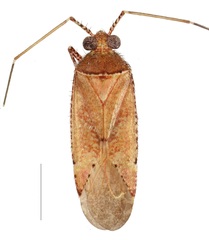 Phytocoris carapezzai