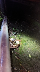 Deinagkistrodon acutus