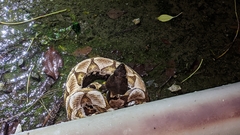 Deinagkistrodon acutus