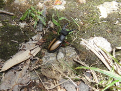 Lucanus parryi