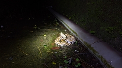 Deinagkistrodon acutus