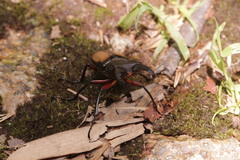 Lucanus parryi