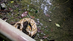 Deinagkistrodon acutus