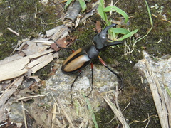 Lucanus parryi