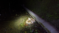 Deinagkistrodon acutus