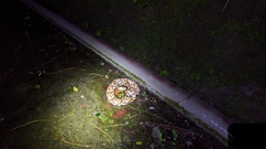 Deinagkistrodon acutus