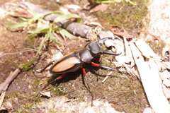 Lucanus parryi