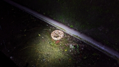 Deinagkistrodon acutus