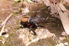 Lucanus parryi