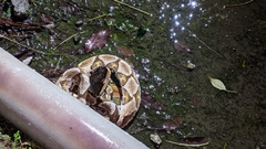 Deinagkistrodon acutus