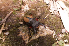 Lucanus parryi