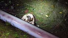 Deinagkistrodon acutus