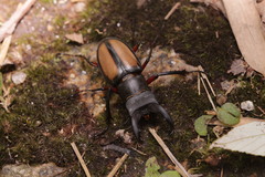 Lucanus parryi