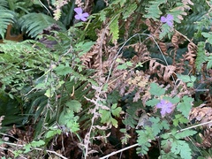 Geranium robertianum