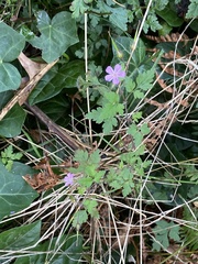 Geranium robertianum