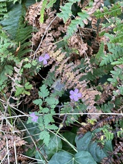 Geranium robertianum