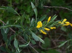 Cytisus procumbens