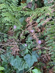 Geranium robertianum