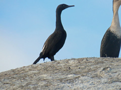 Phalacrocorax neglectus