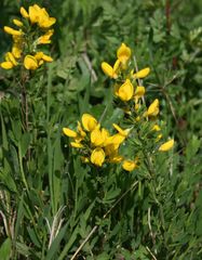 Cytisus procumbens